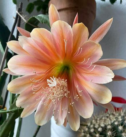 Цветок эпифиллума (Epiphyllum King Midas)