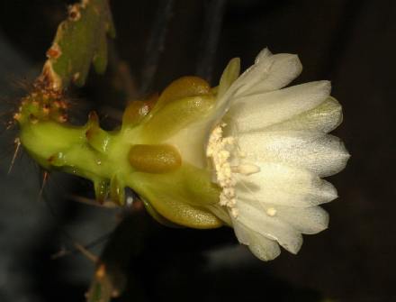 Cryptocereus Weberocereus imitans