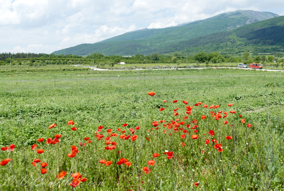 Болгария. Маки в долине роз