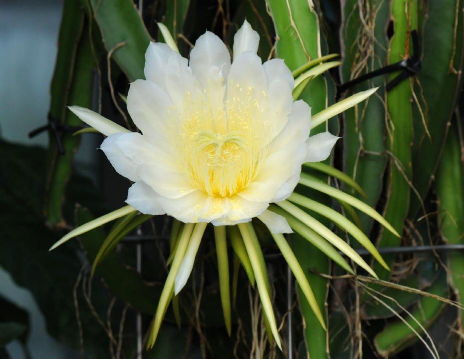 Hylocereus undatus