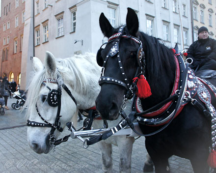 Польша. Лошади в Кракове