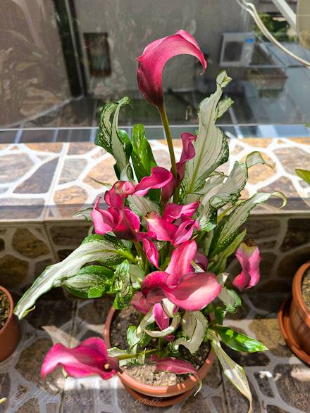 Калла, сорт "Снежная королева"