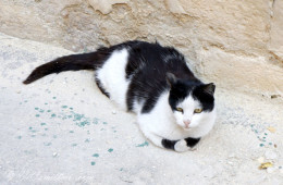 Мальтийский кот