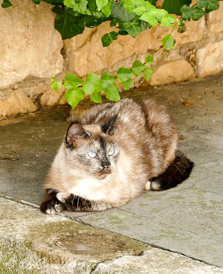 Сицилийский кот