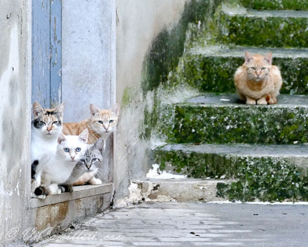 Сицилия, Модика. Кошки