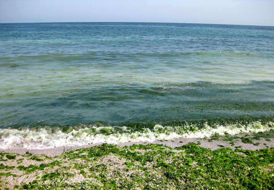 Болгария. Водоросли