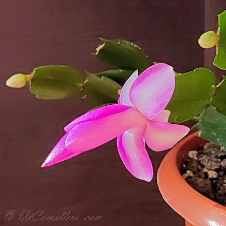 Бутон шлюмбергеры