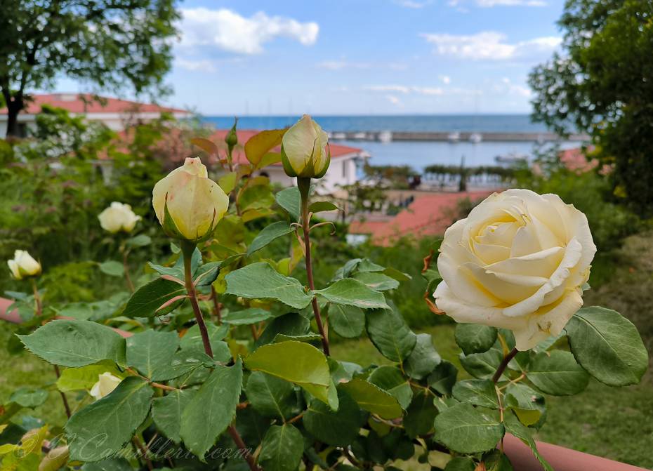 Болгария, розы у моря