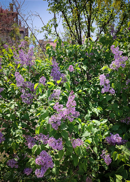 Сирень