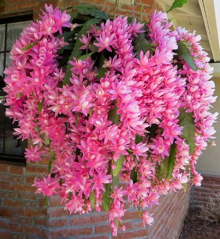 Epiphyllum German empress
