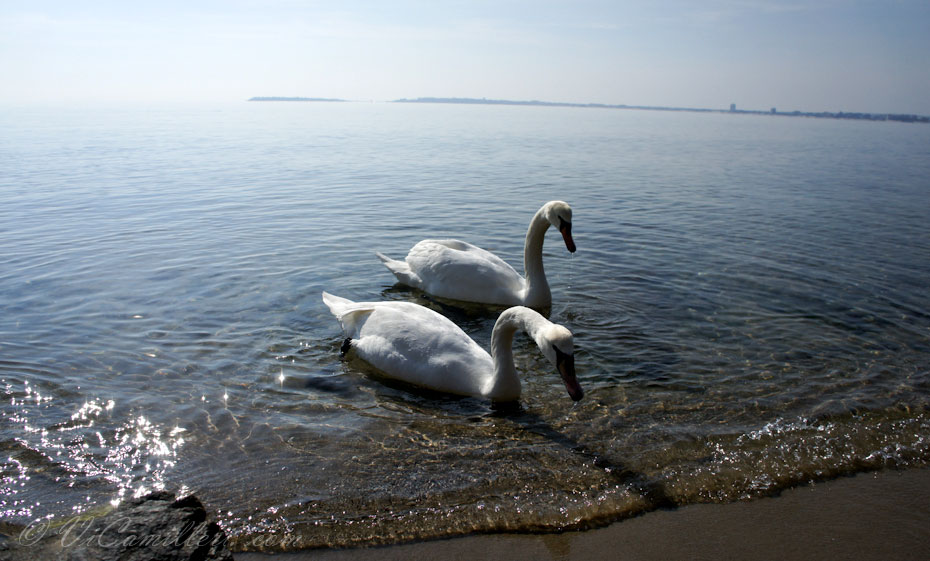 Лебеди