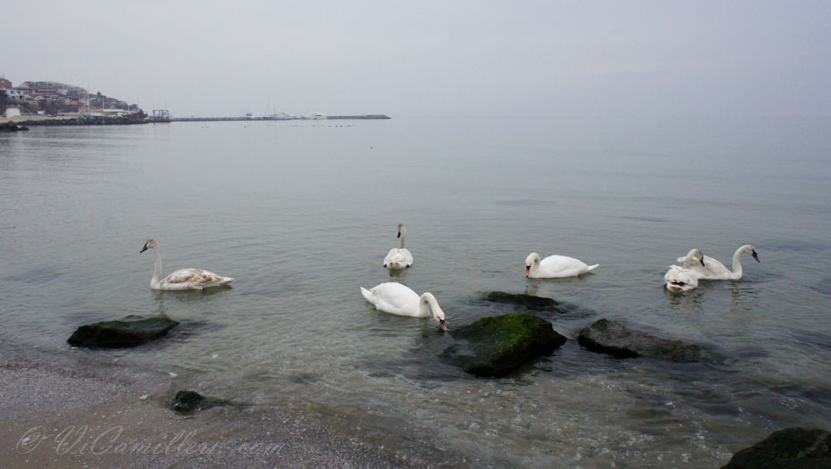 Лебеди