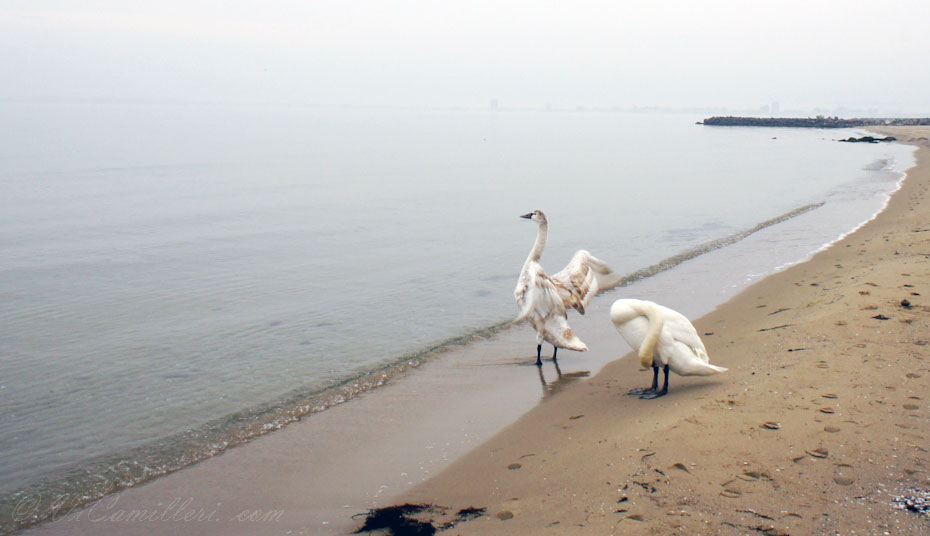 Лебеди у моря