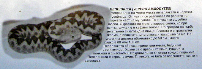 Змеи в Болгарии