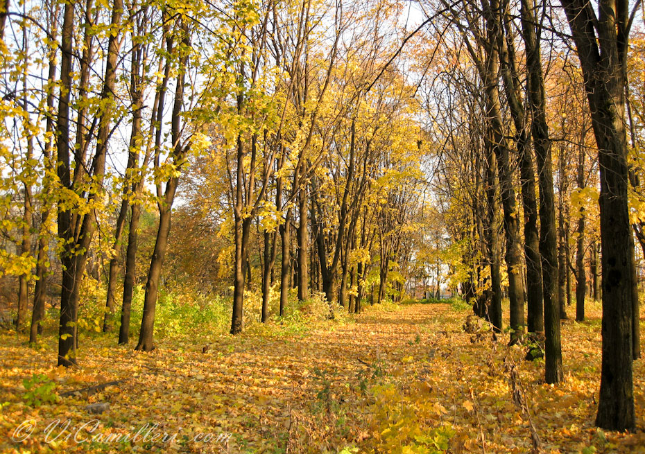 Осень. Аллея в парке