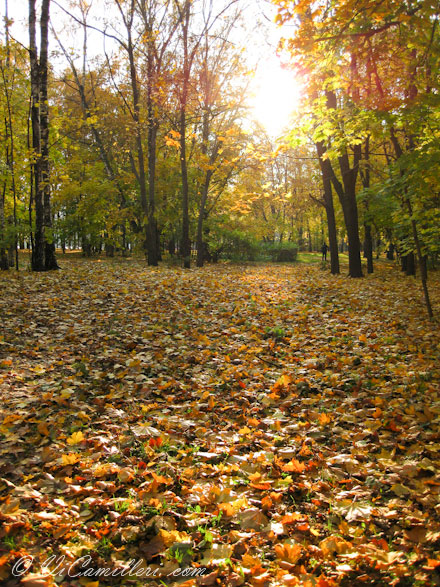 Осень в лесу