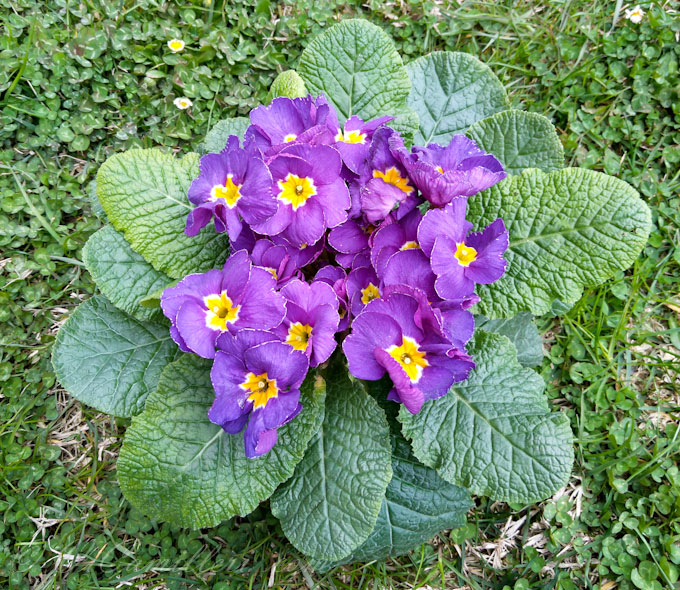 Примула